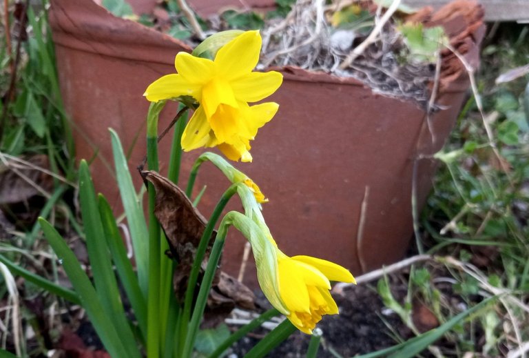 0773-Daffodil.jpg