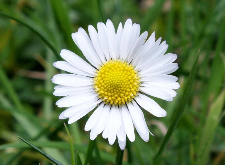 0196-Daisy.jpg