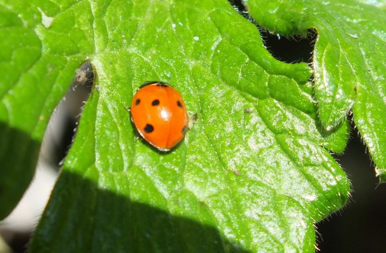 0846-Ladybug.JPG