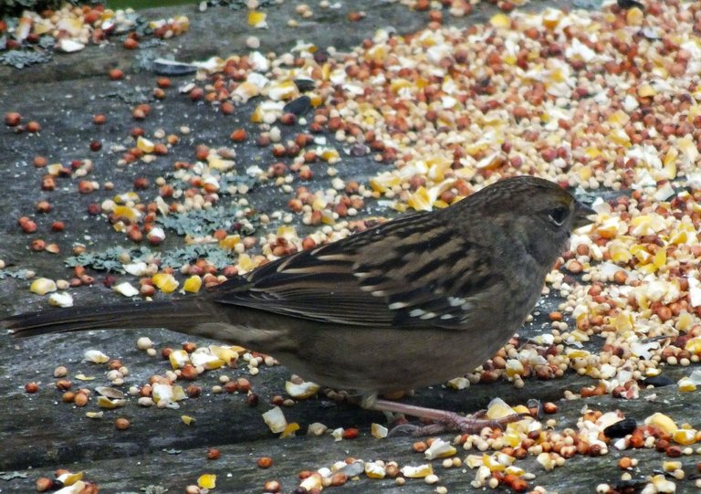 1109-Sparrow.jpg