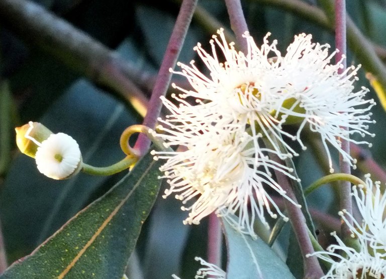 1024-Eucalyptus.jpg