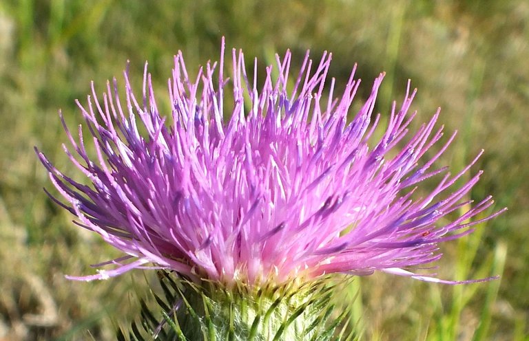 0877-Thistle.jpg