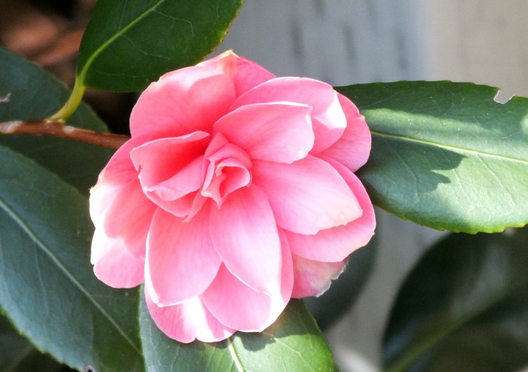 0208-Camellia.jpg