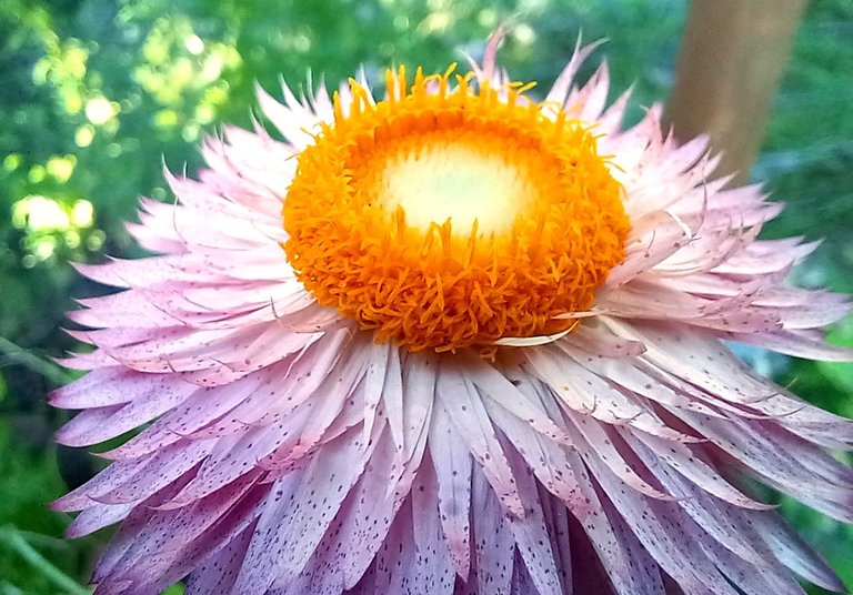 0447-Strawflower.jpg