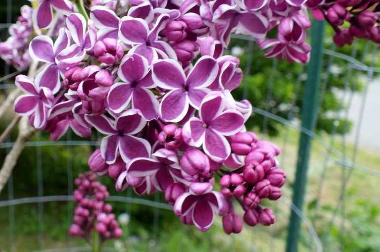 x431-Lilacs.JPG