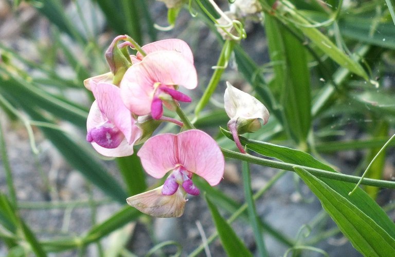 0883-Lathyrus.JPG