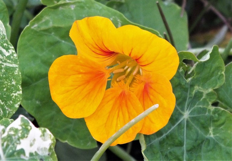 1372-Nasturtium.jpg