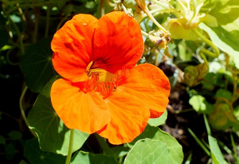 0308-Nasturtium.JPG