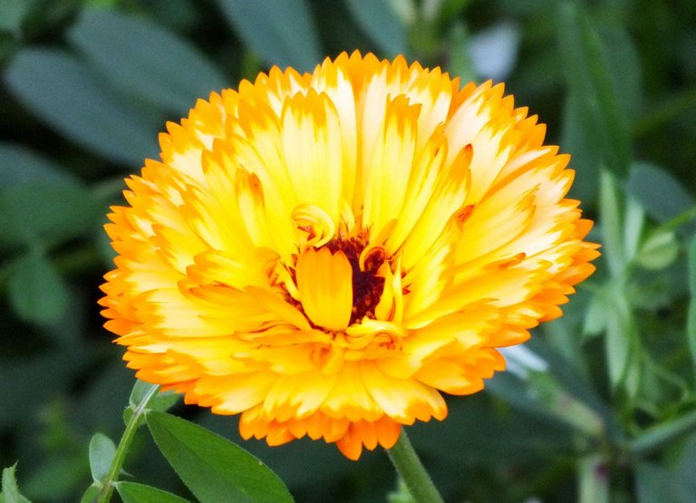 0256-Calendula.jpg