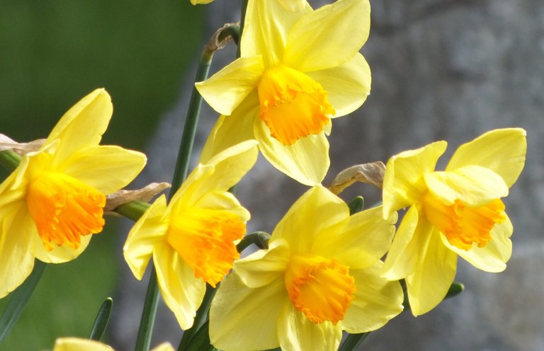 0570-Narcissus.jpg