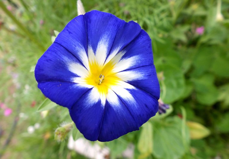 0369-BlueMoonflower.jpg