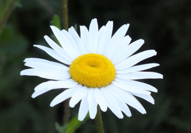 0077-Daisy.jpg