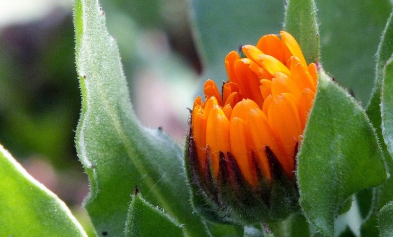 0809-Calendula.jpg