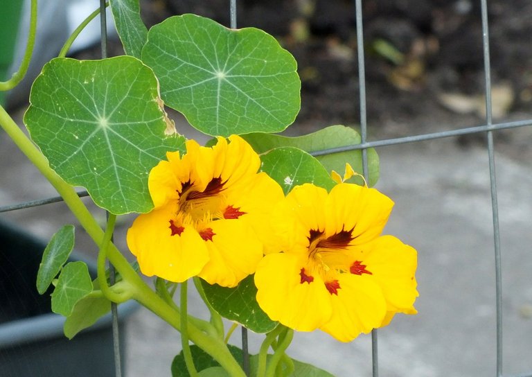 0369-Nasturtiums.jpg