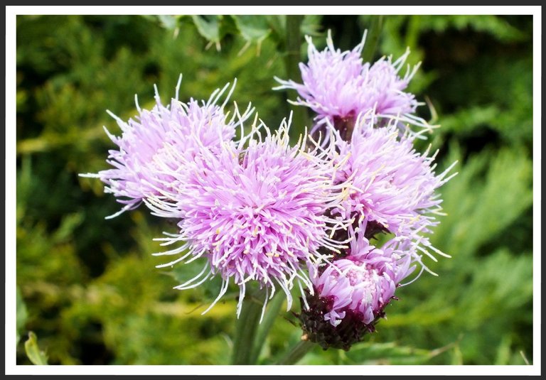 2661-Thistle.jpg
