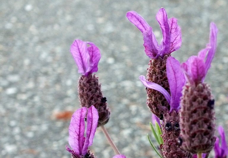 0441-Lavender.JPG