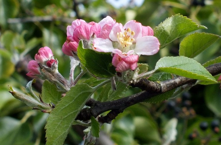 1068-AppleBlossoms.jpg