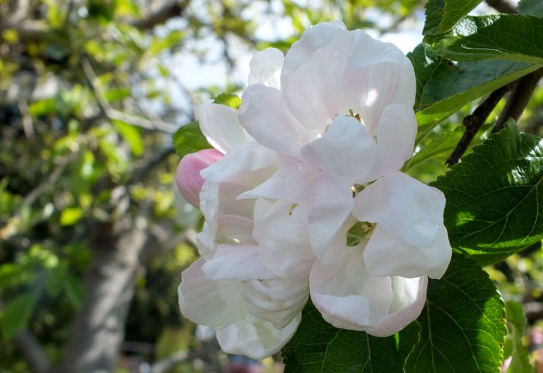 0564-AppleBlossoms1.JPG