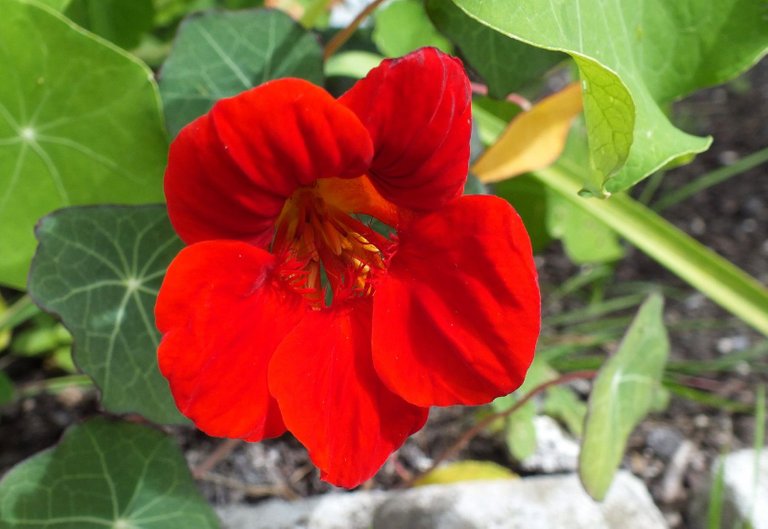 X312-Nasturtium.jpg