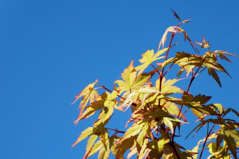 2627-BlueSky.jpg