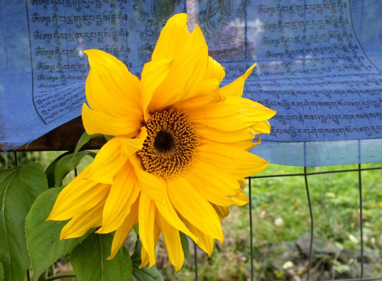 0124-Sunflower.jpg