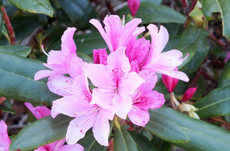 0810-Rhody.JPG