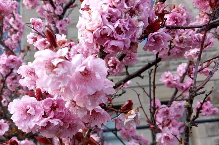 0764-CherryBlossoms.jpg