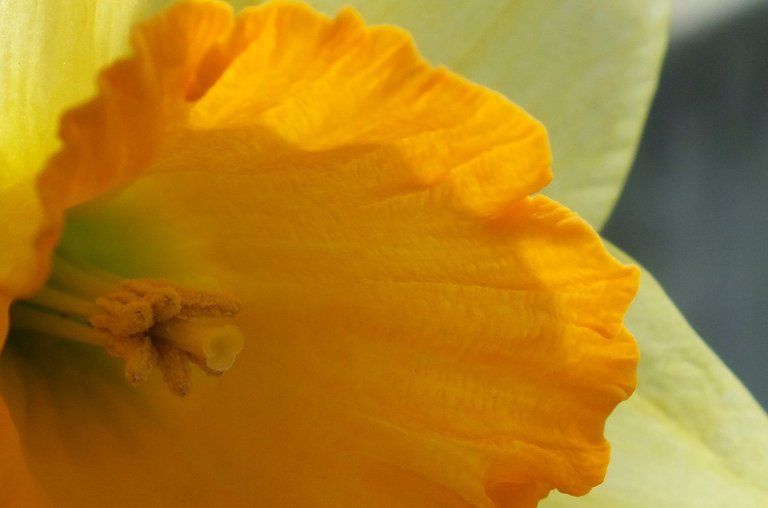 1020-Daffodil.jpg