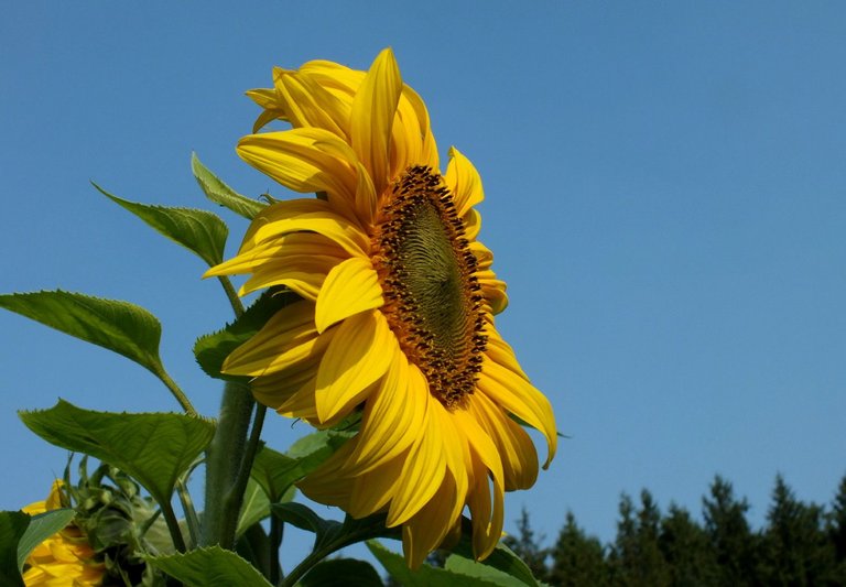 0117-Sunflowers.jpg