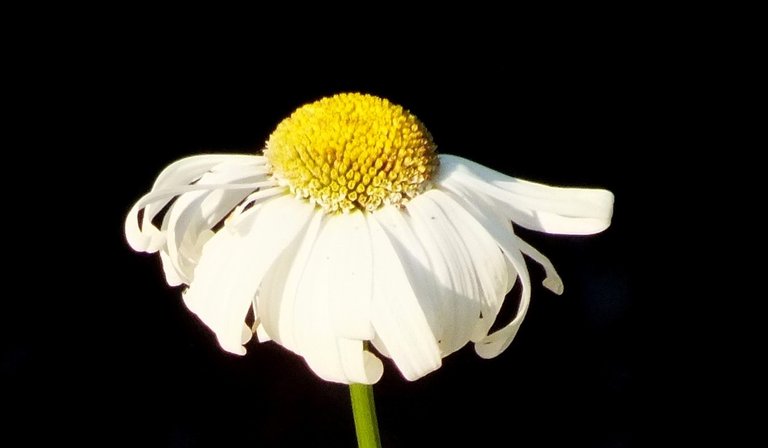 0837-Daisy.jpg