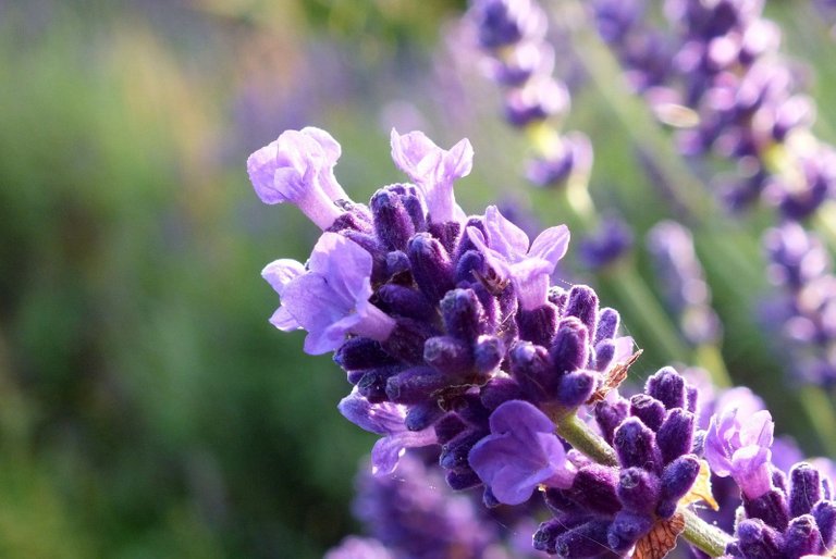 0608-Lavender.JPG