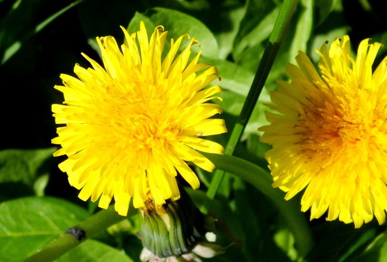 1178-9-Dandelions.jpg