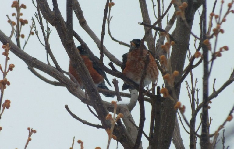 0753-Robins.JPG