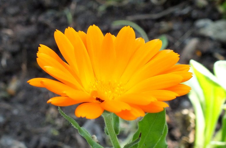 1029-Calendula.jpg