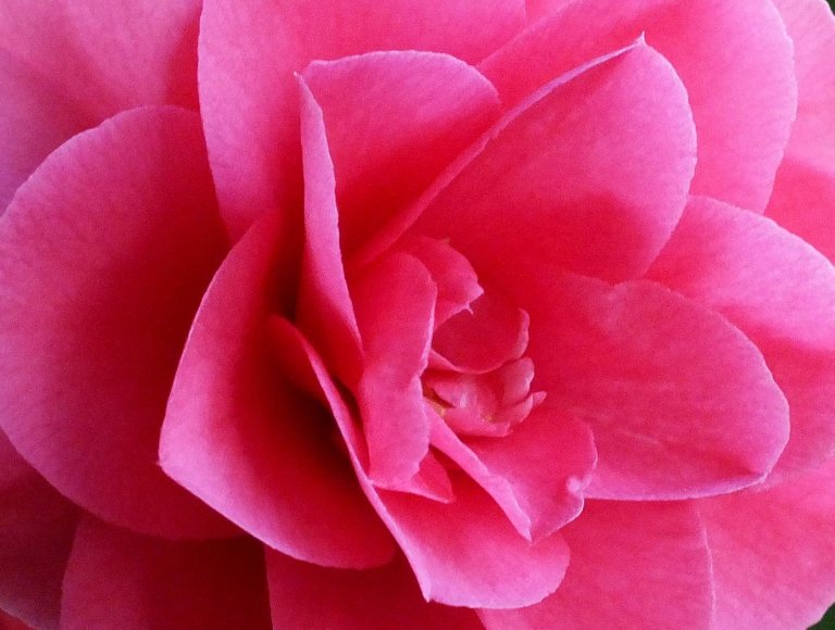 0529-Camellia.jpg