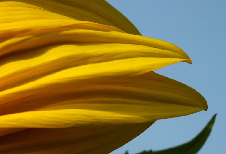 0122-Sunflower3.jpg