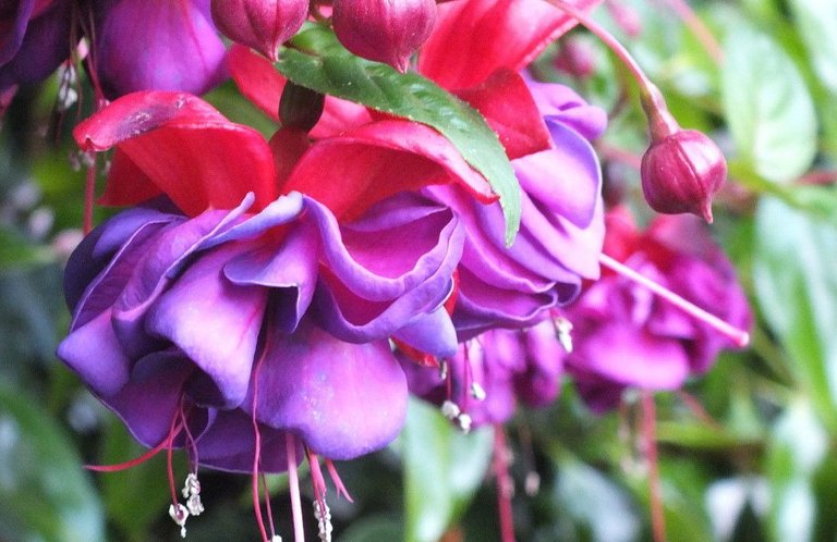 0967-Fuchsias.jpg