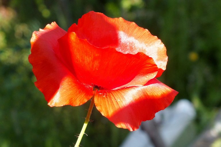 1036-Poppy.jpg