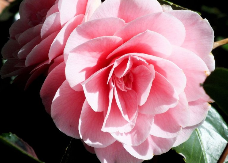 0011-Camellia.jpg