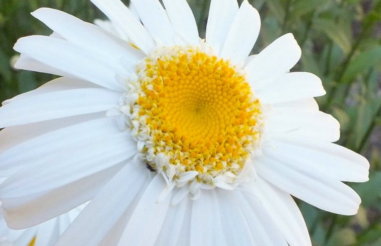 x084-Daisy.jpg