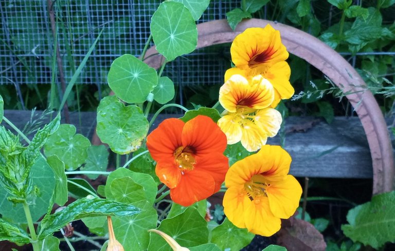 0608-Nasturtiums.jpg