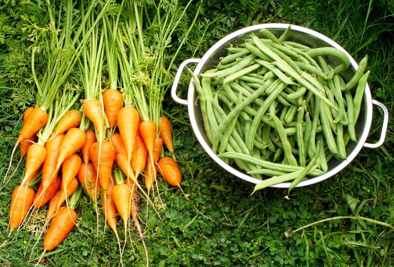 0190-CarrotsBeans.jpg