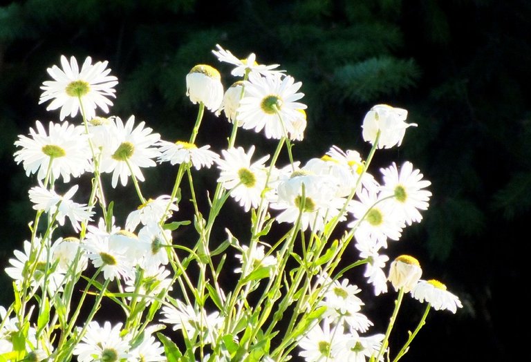 1130-SunnyDaisies.jpg