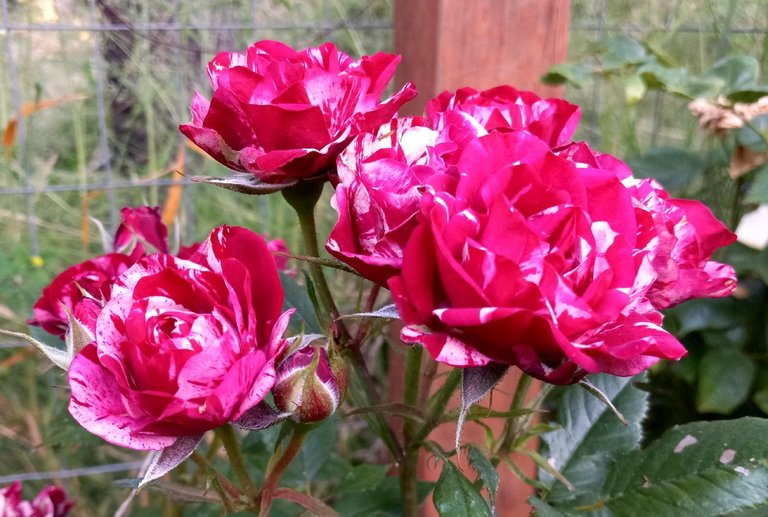 0613-Roses.jpg