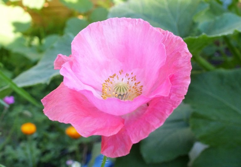 0111-PinkPoppy.jpg