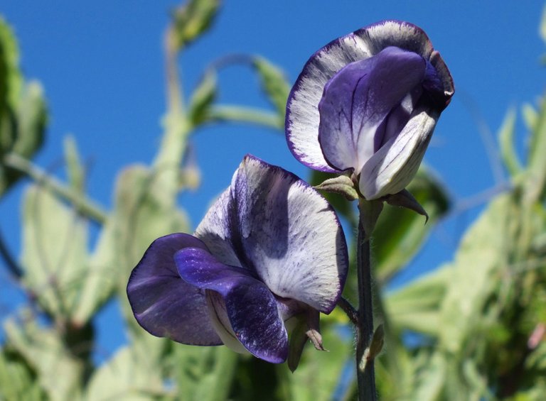 0243-SweetPeas.jpg