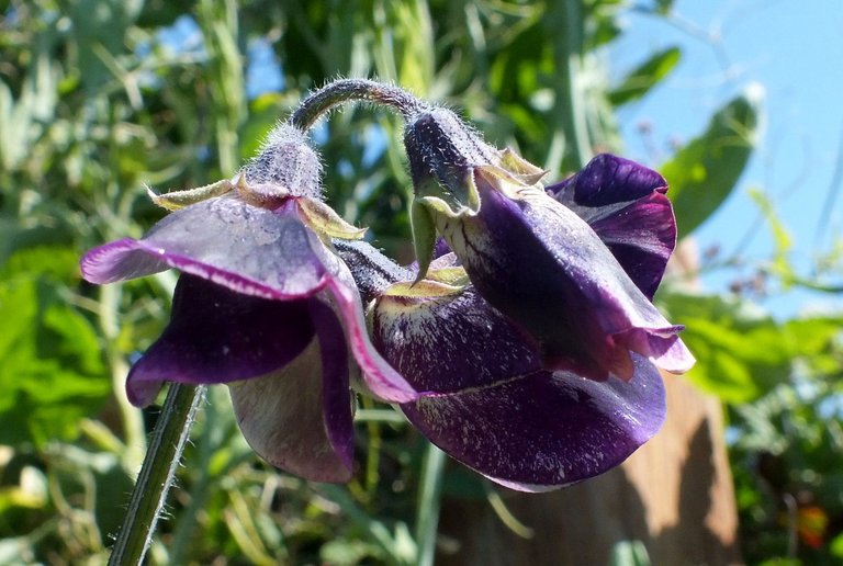 x151-SweetPeas.jpg