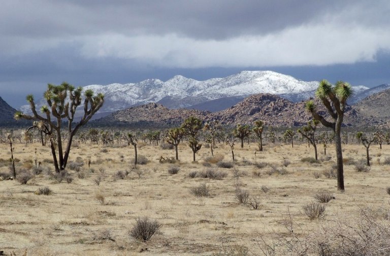 x113-JoshuaTree.jpg