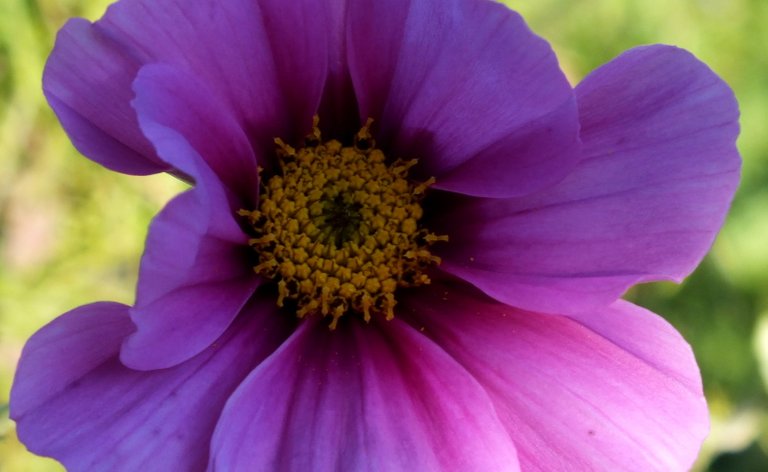 0136-Cosmos.jpg