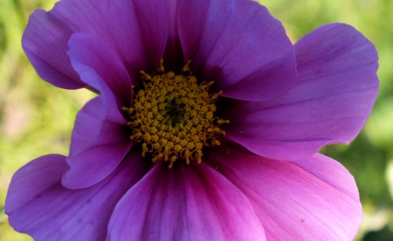 0136-Cosmos.jpg